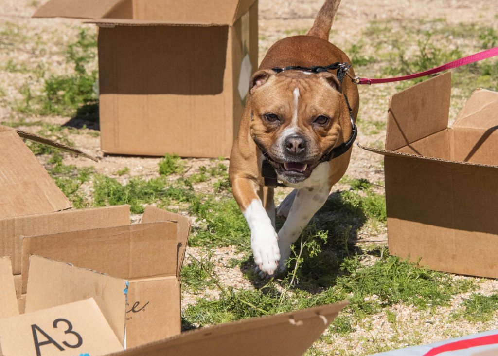 Nose Work Games Day Oct. 23rd. – Cheeky Dog Obedience