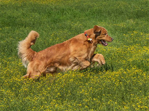 Cheeky Dog Obedience – Relaxed, Postive Reinforcement Dog Training