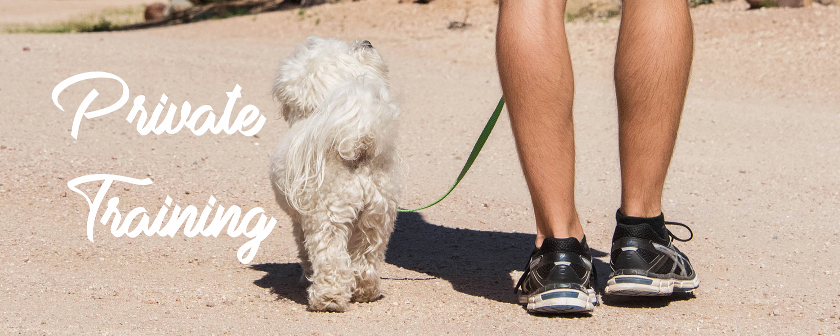 Dog walking on leash with trainer during a private dog training session.