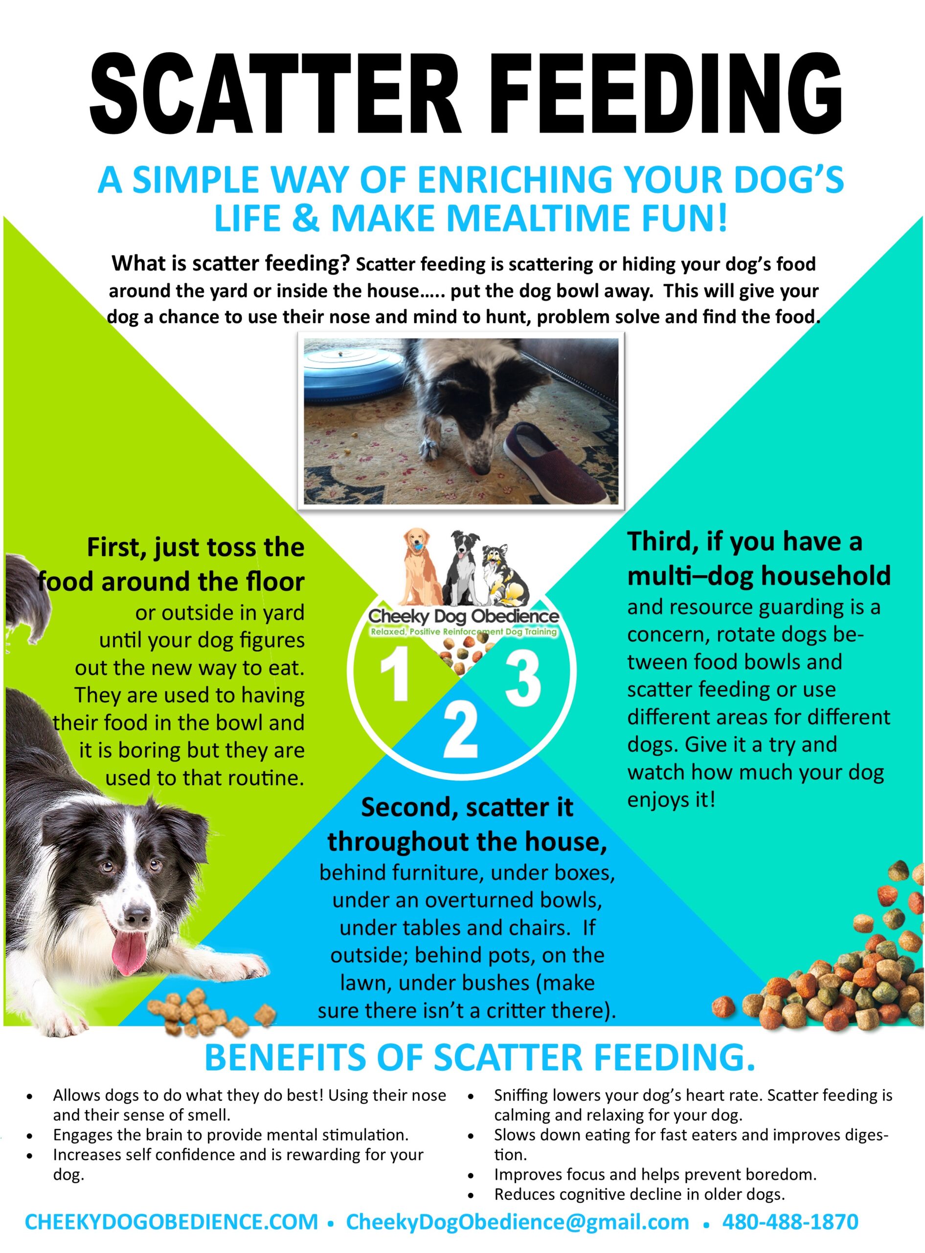 Indoor Summer Fun for your dog