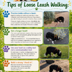 Cheeky Dog Obedience loose leash walking training handout featuring five positive reinforcement leash walking tips, colorful summer meadow background, dog training logo, and photos of a Border Collie exploring on a loose leash.