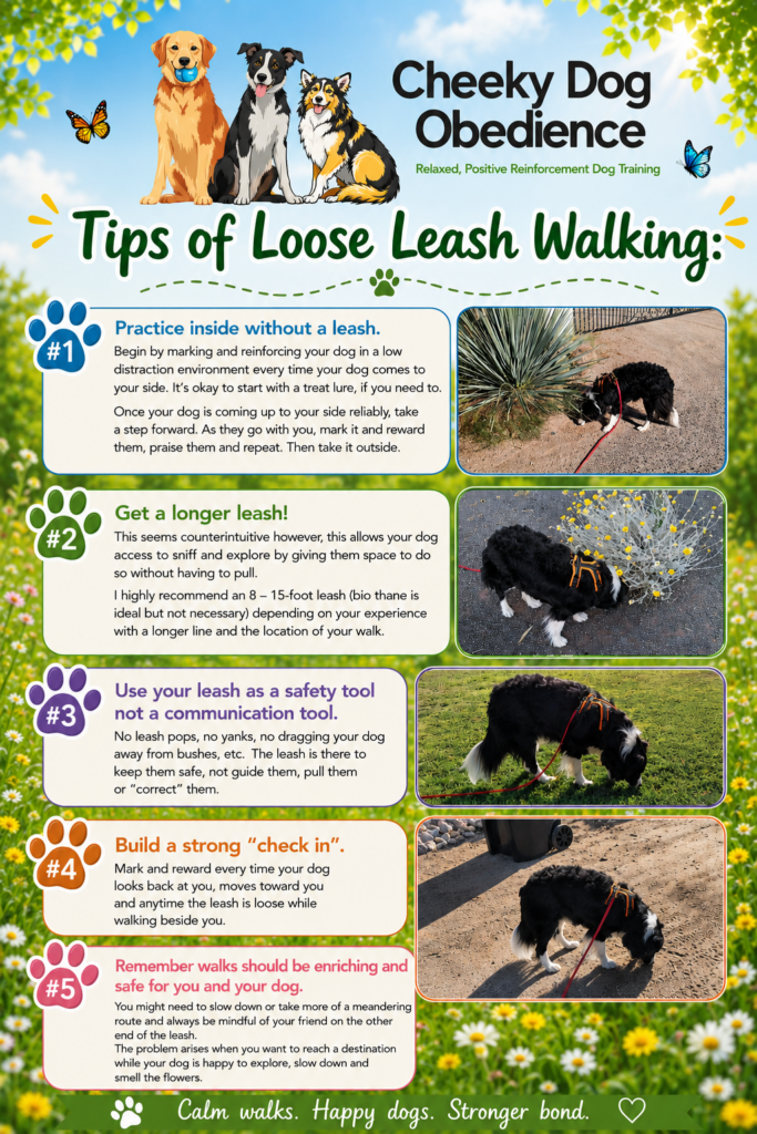 Cheeky Dog Obedience loose leash walking training handout featuring five positive reinforcement leash walking tips, colorful summer meadow background, dog training logo, and photos of a Border Collie exploring on a loose leash.