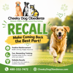 Cheeky Dog Obedience featured image showing a happy Golden Retriever running toward its owner with the text "Recall – Make Coming Back the Best Part!" promoting positive reinforcement dog recall training.